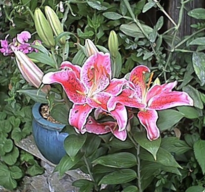 Pink Lilies (2 August)